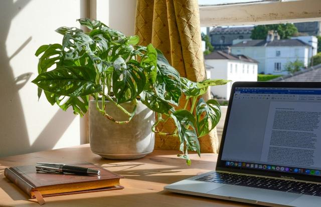 swiss cheese plant next to a laptop in a home office